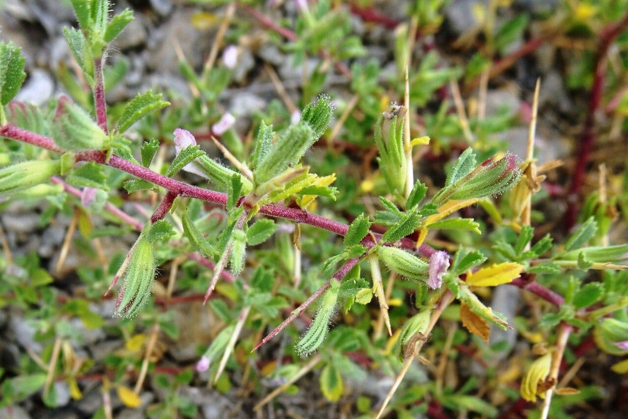 Ononide spinosa 30