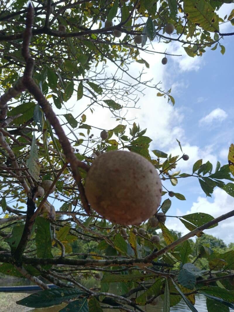 Genipapo-Baum 2
