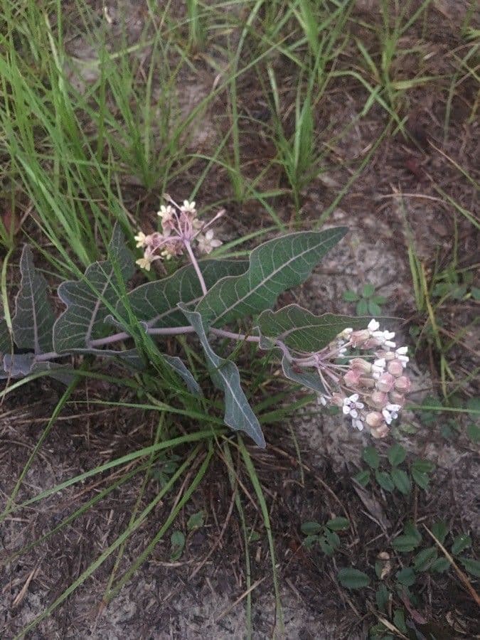 Asclepias 5