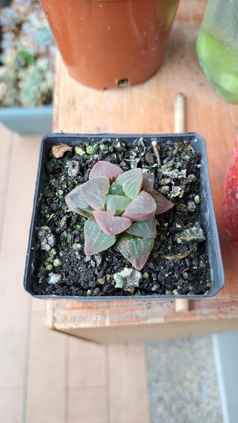 Haworthia 5
