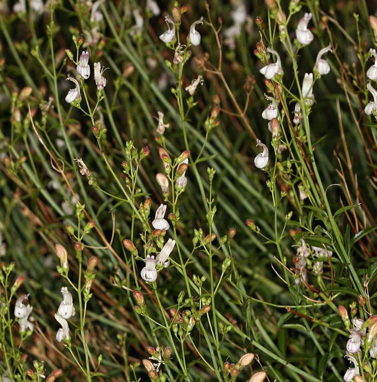 Keckiella a fiori corti 11