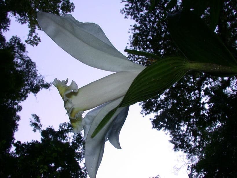 Sobralia 16
