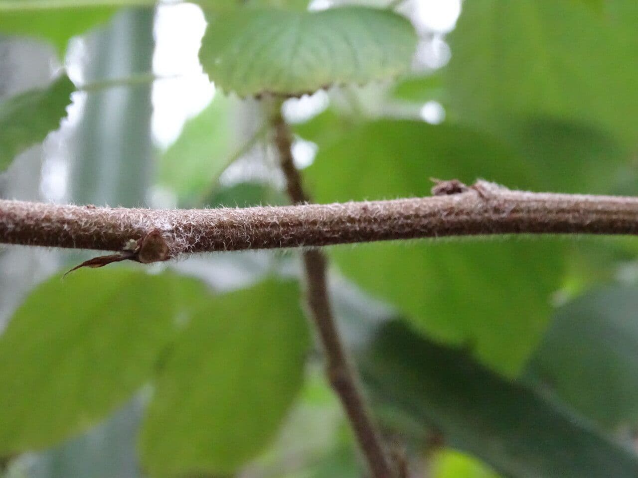 Boechmeria 24