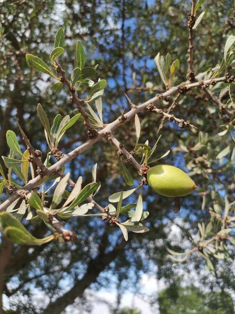 Argan 15