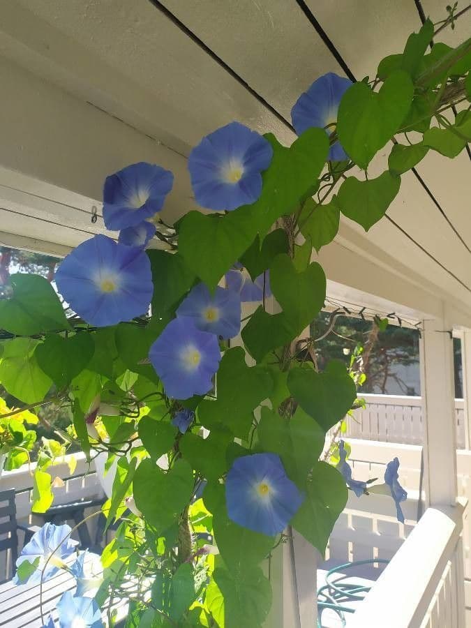 Ipomoea tricolor 16