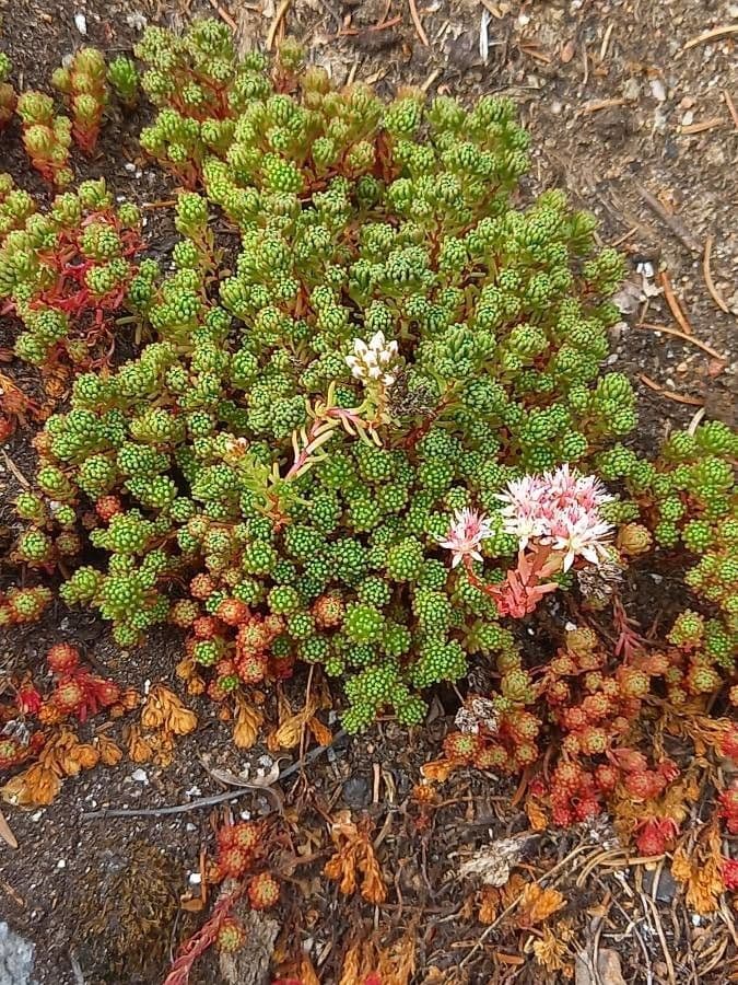 Sedum