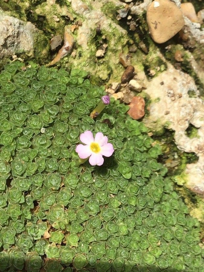 Dionysia