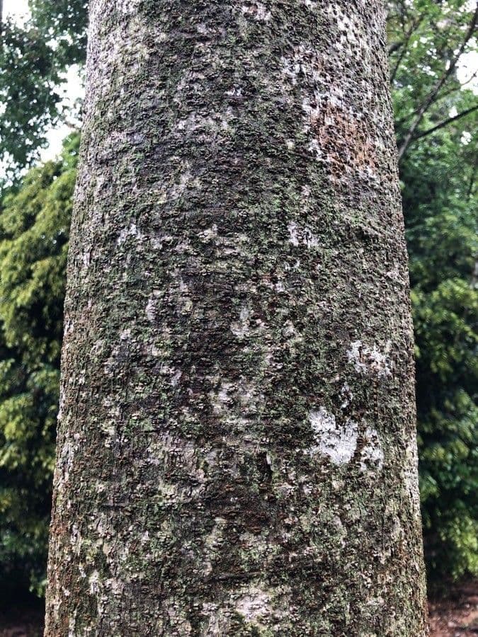 Dipterocarpus 8