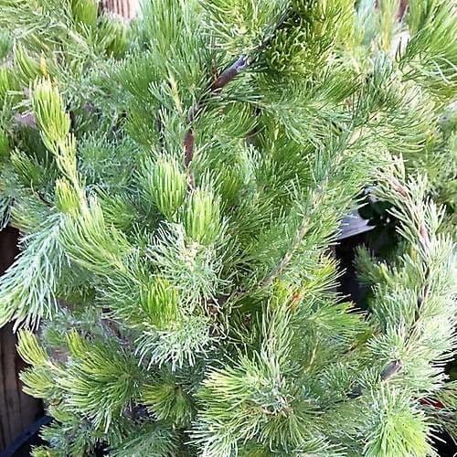 Pinyon pine 13