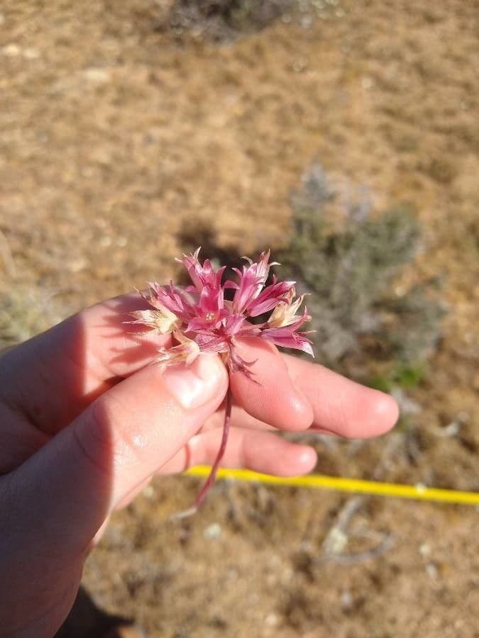 Cebula górska 5