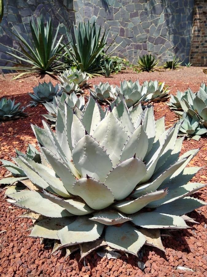 Agave