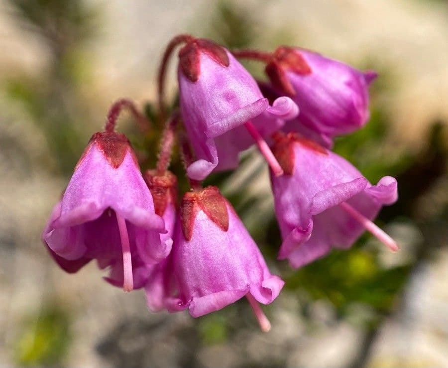 Phyllodoce rosata 4