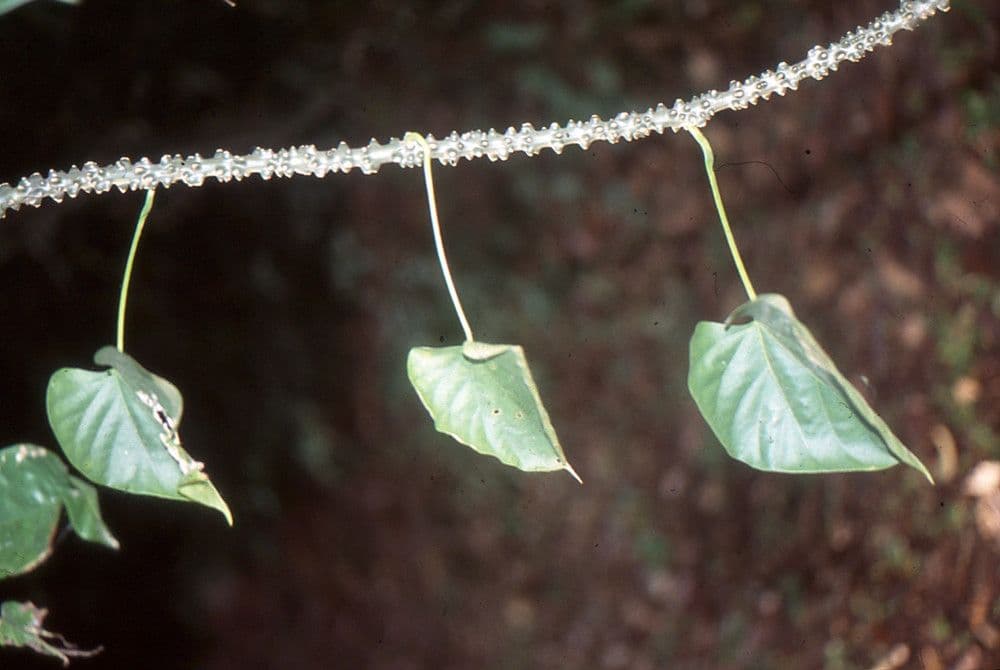 Tinospora 13