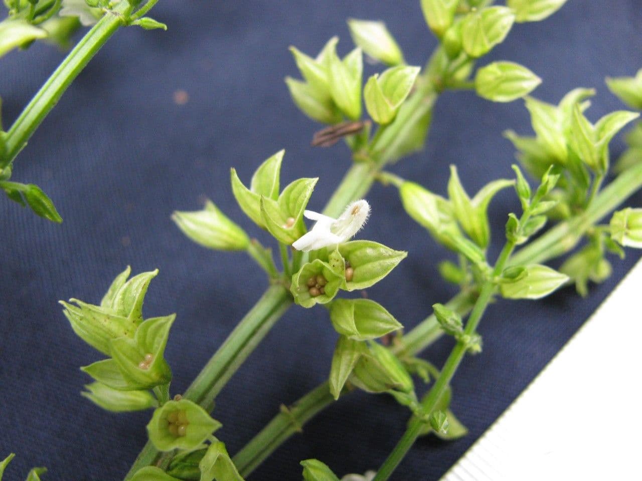 Salvia 13