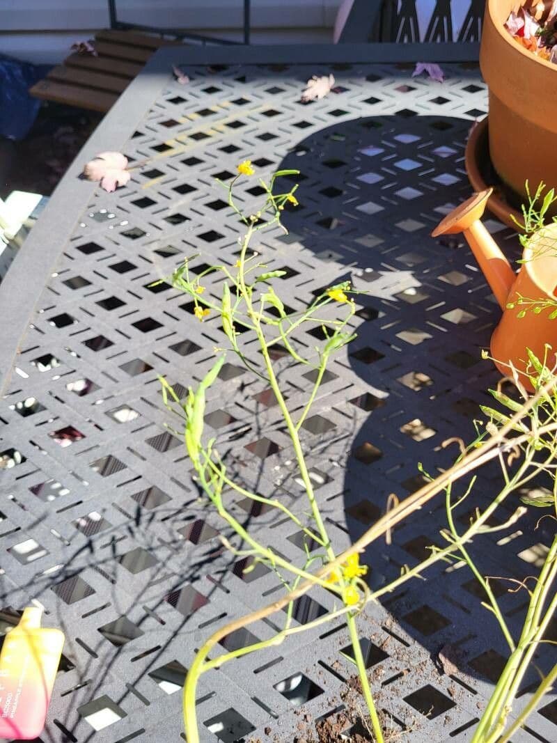 Amphiachyris dracunculoides