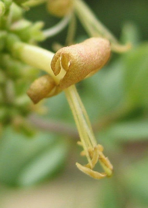 Caprifoglio 5