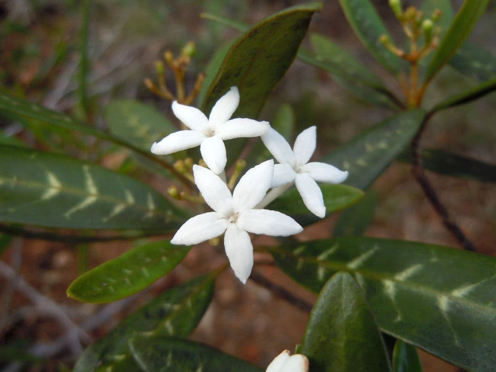 Psicotria 2