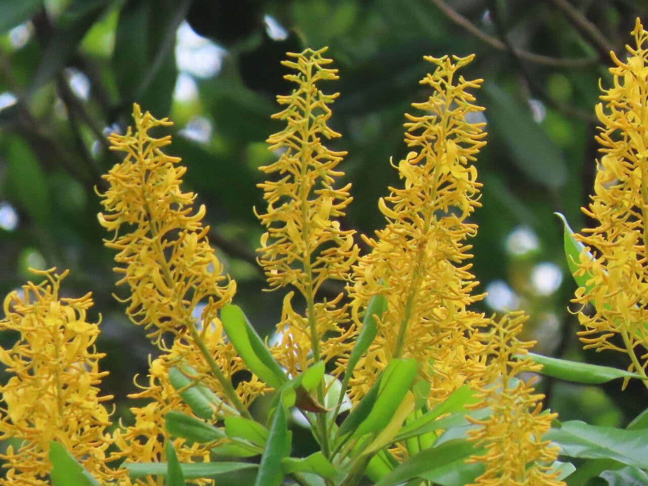 Vochysia guatemalensis 5