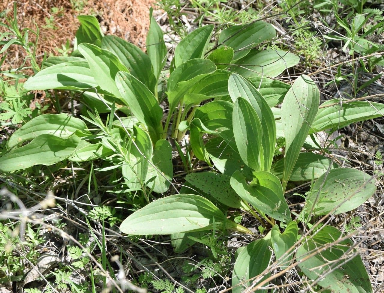 Arnoglossum plantagineum 10