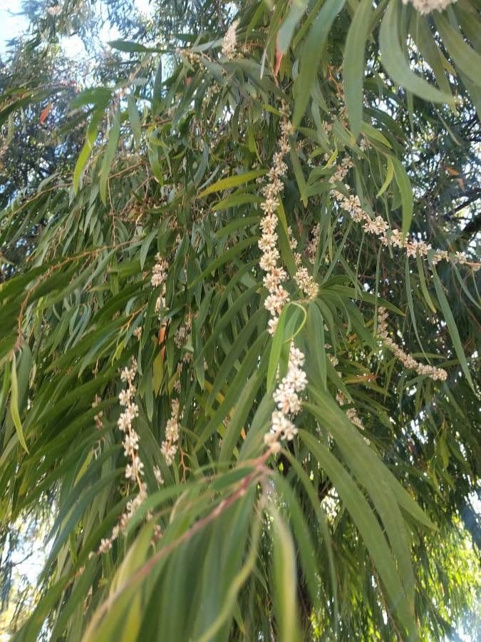 Agonis 11