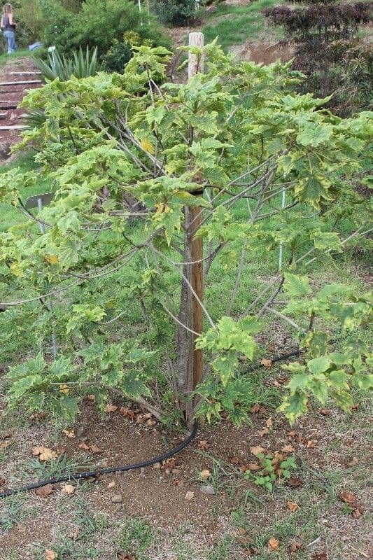 Dombeya 13
