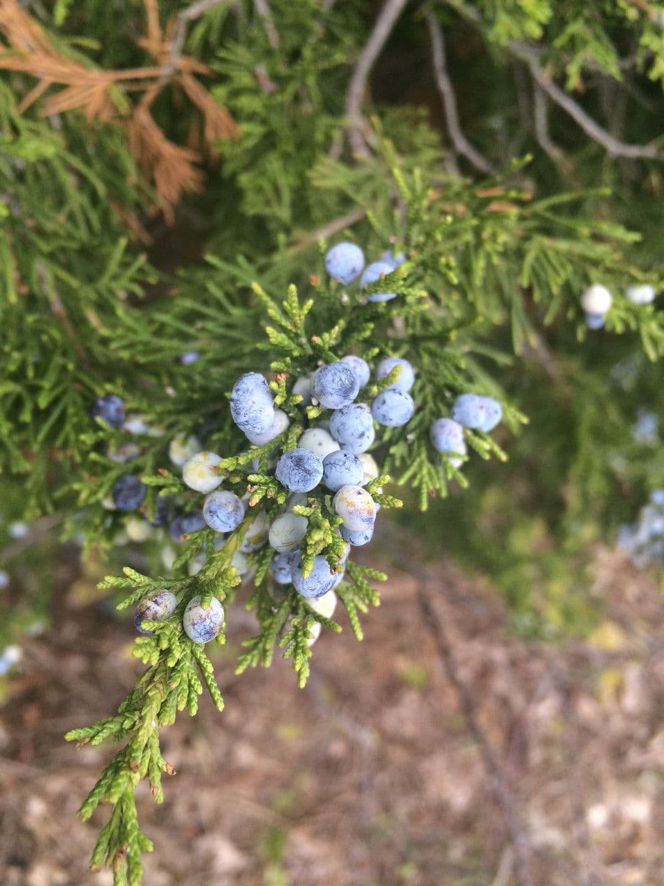 Ginepro della Virginia 5