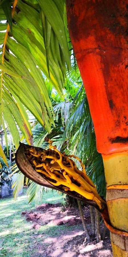 Areca