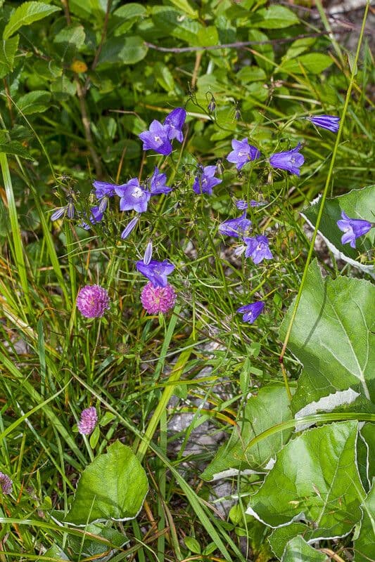 Campanula 7