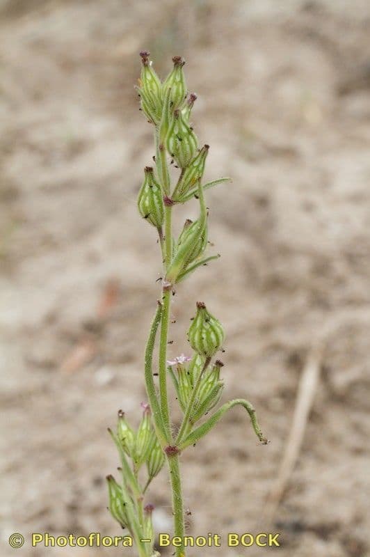 Silene 13
