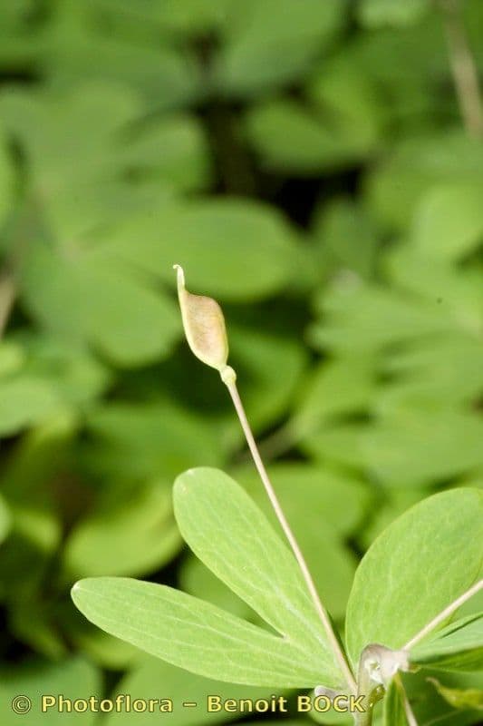 Glockenblume 2