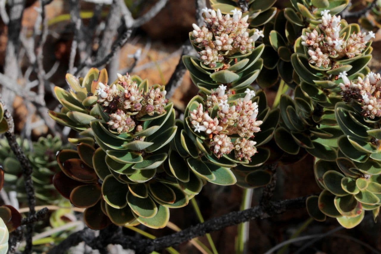 Cyathopsis