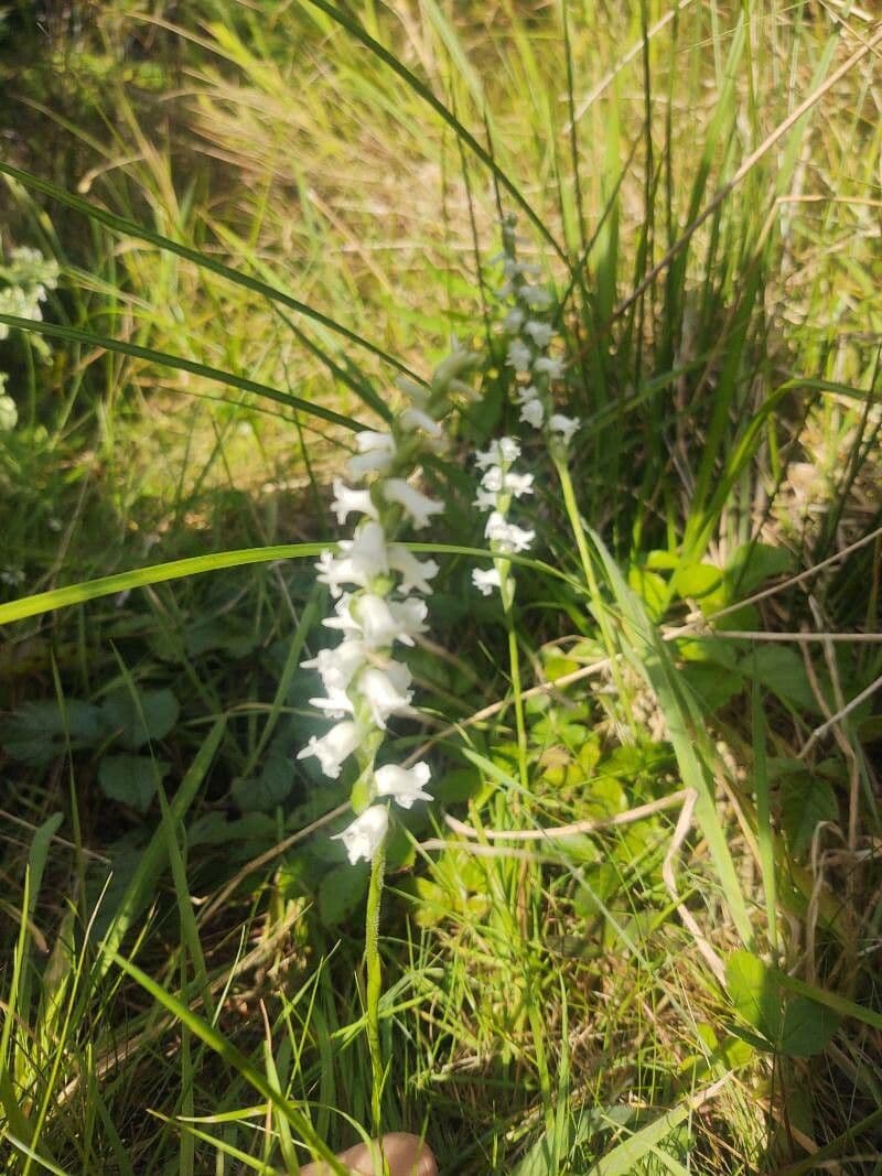 Spiranthes