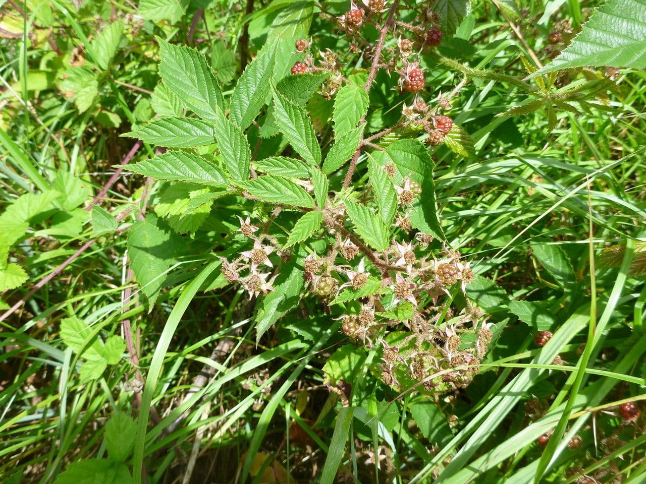 Brombeere