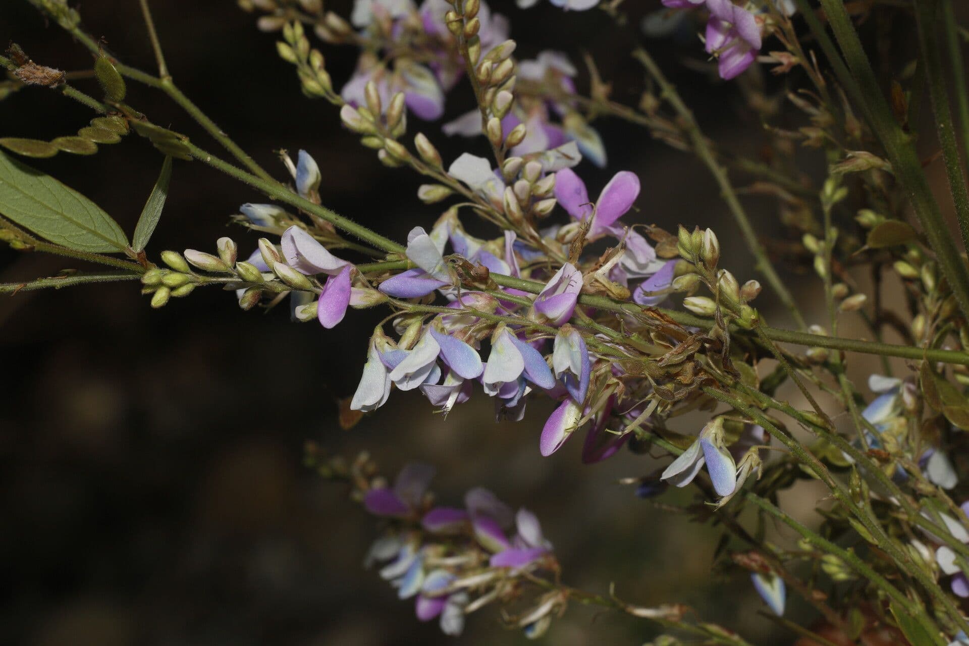 Desmodium cajanifolium 4