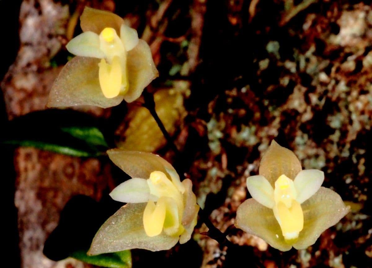 Bulbophyllum 7
