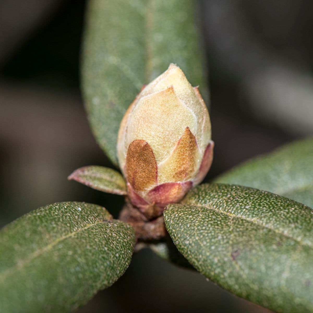 Rododendro 18