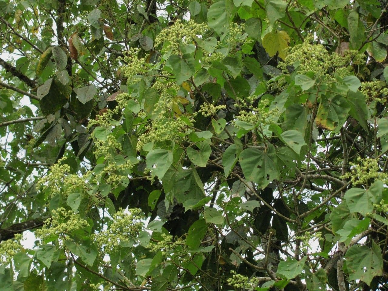 Heliocarpus 10