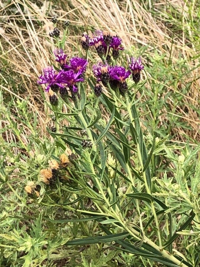Vernonia 3