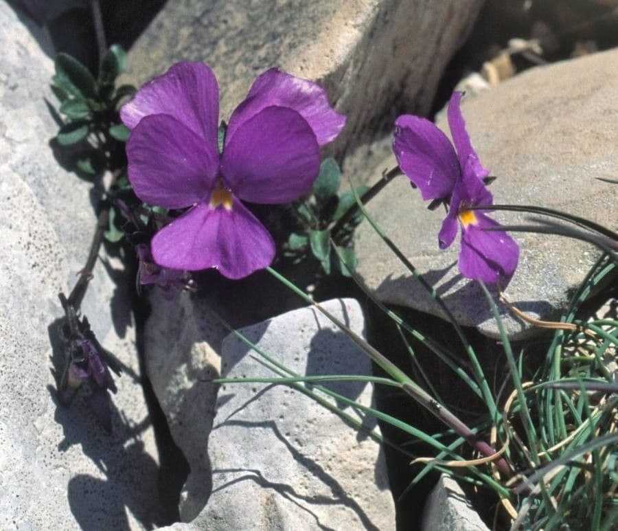 Viola 2