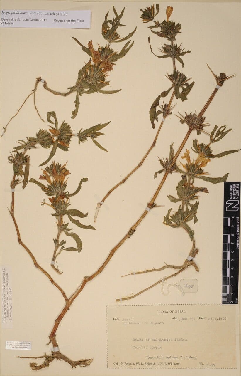 Hygrophila 21