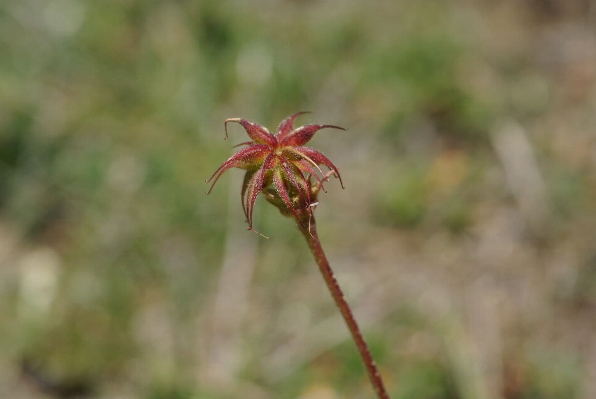 Geum 5