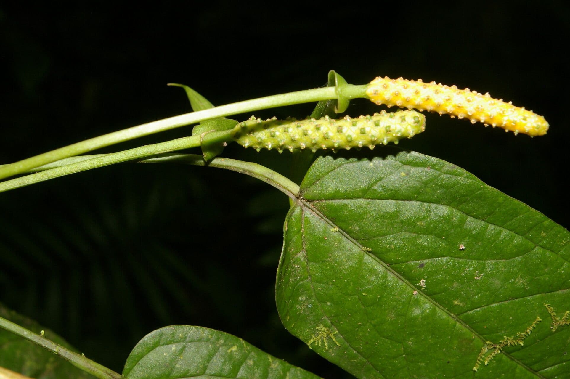 Anthurium a spata piccola 7