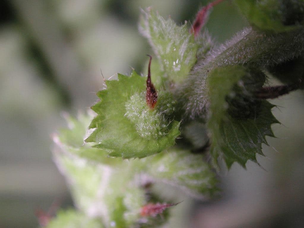Acalypha a spiga grande