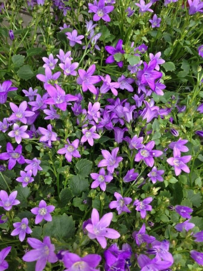 Kriechende Glockenblume 7
