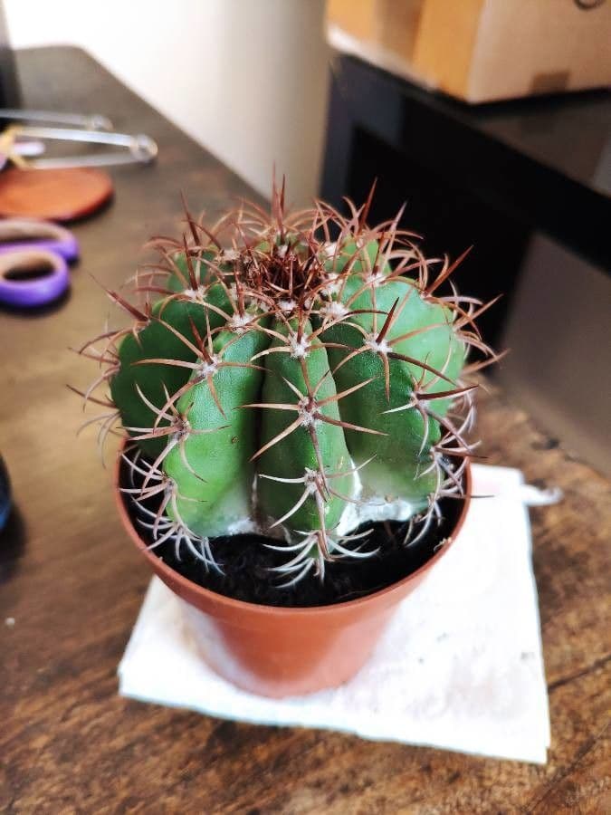 Melocactus nain 19