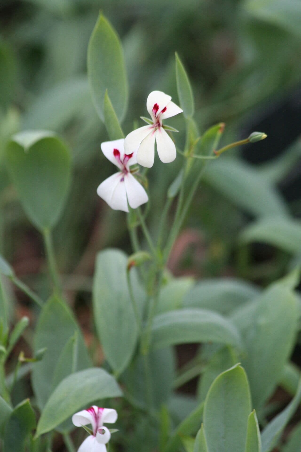 Geranium