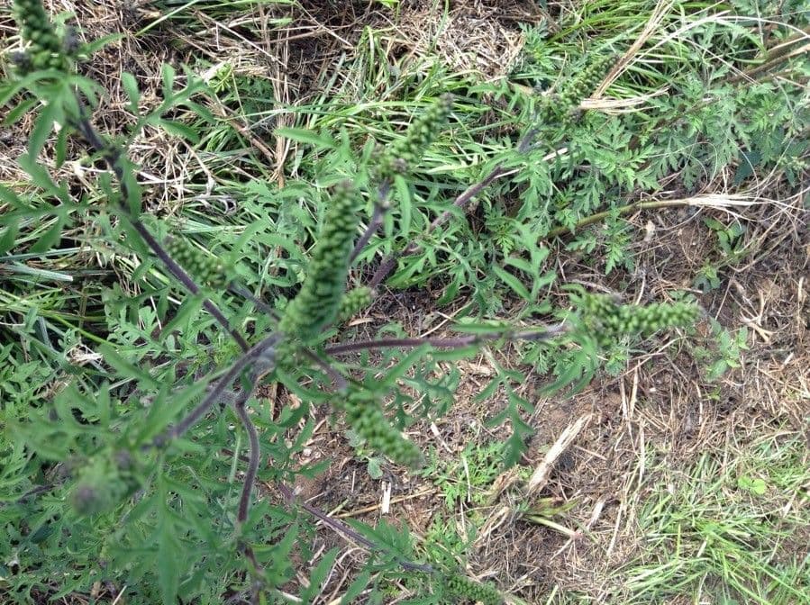 Ambrózia palinolistá 5