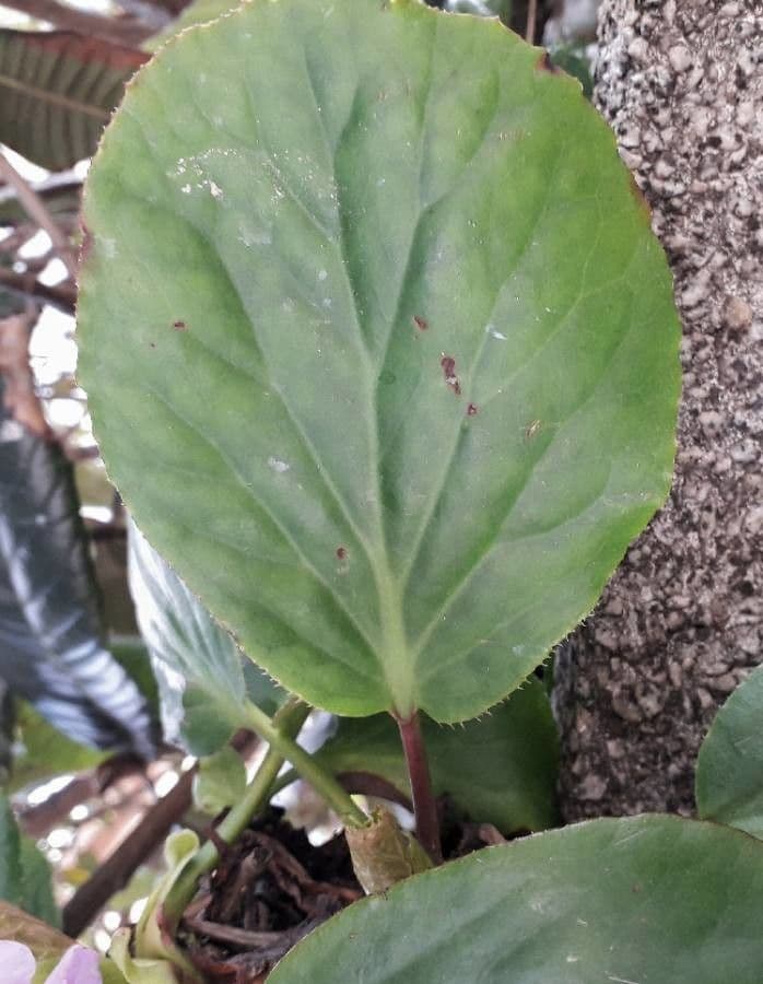 Bergenia cordifolia 16