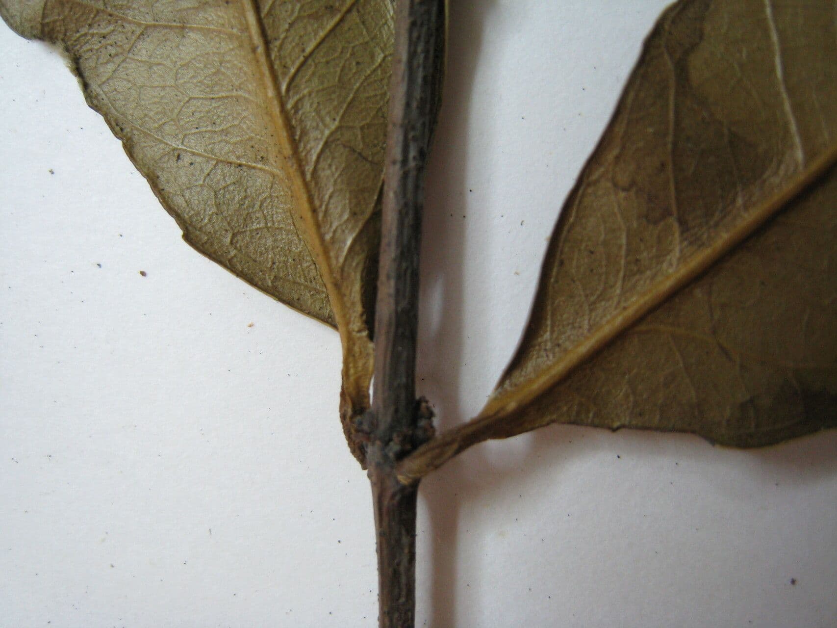 Tontelea