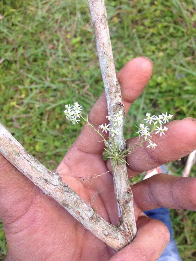Phymatidium delicatulum 3